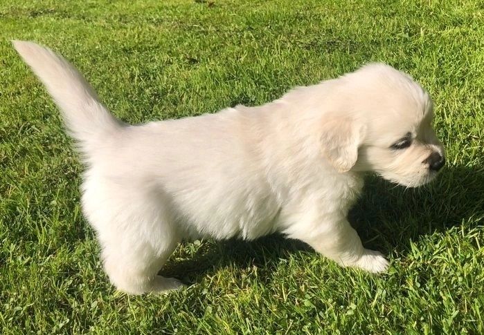 Intelligente Golden Retriever-Welpen jetzt bereit