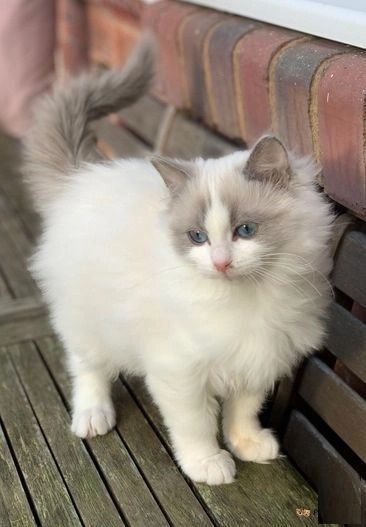 Gesunde Ragdoll-Kätzchen für ein gutes Zuhause