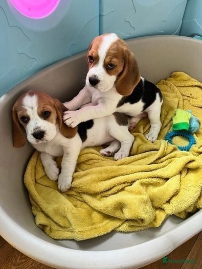 Fürsorgliche Beagle-Welpen zu verkaufen