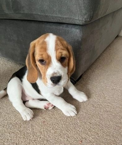 Fürsorgliche Beagle-Welpen zu verkaufen
