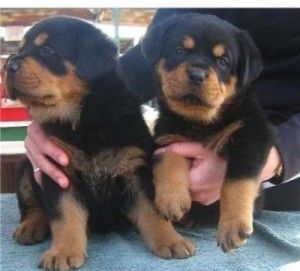 Schöne Rottweiler-Welpen zu verkaufen Schöne Rottweiler-Welpen zu verkaufen