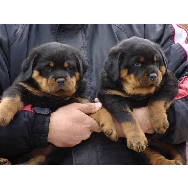 Schöne Rottweiler-Welpen zu verkaufen Schöne Rottweiler-Welpen zu verkaufen