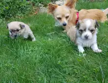 Mini Chihuahua Babys  mit papieren whatsapp Nummer (+37069673271)