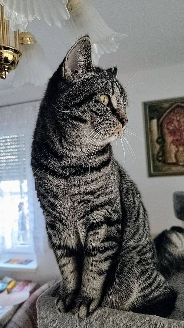 Ein hübscher BKH Deckkater in Farbe schwarz/grau getigert