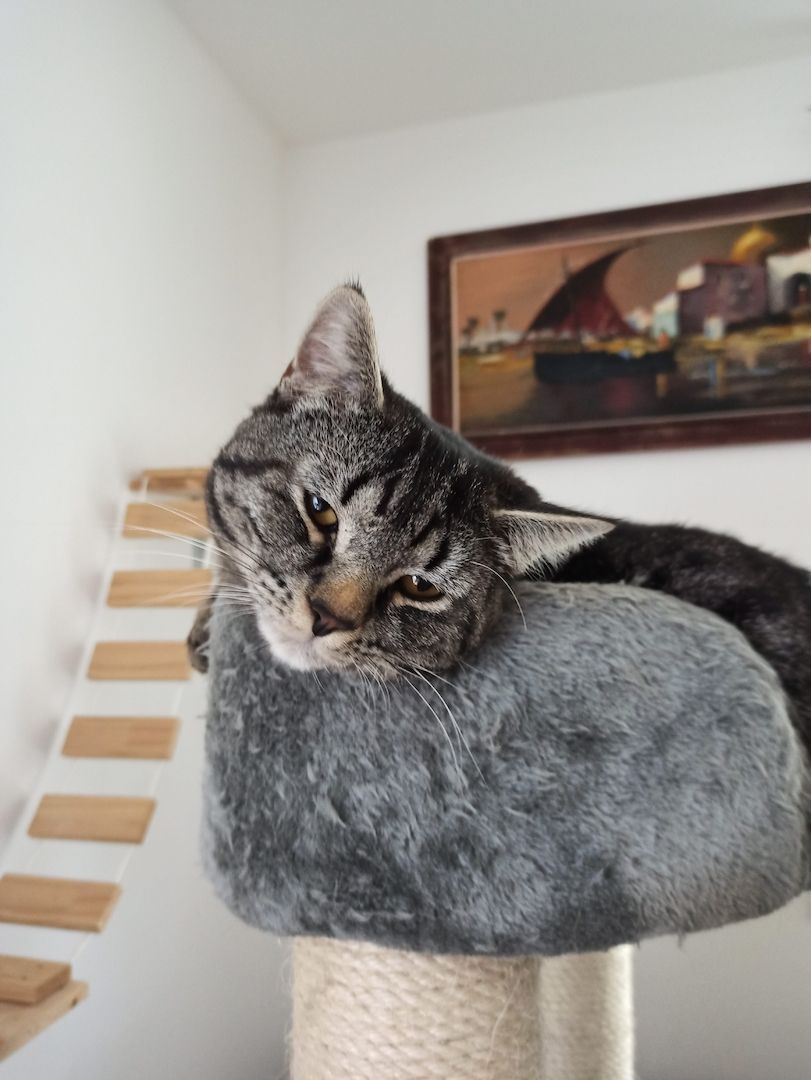 Ein hübscher BKH Deckkater in Farbe schwarz/grau getigert