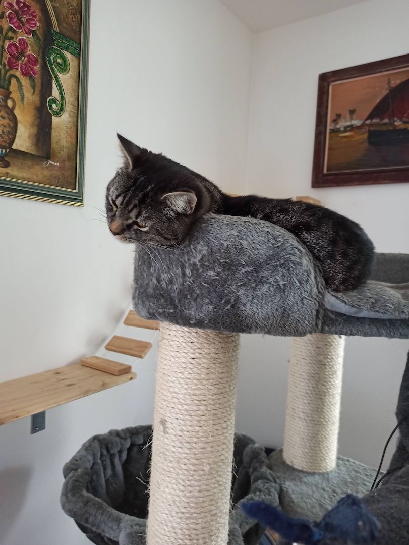 Ein hübscher BKH Deckkater in Farbe schwarz/grau getigert