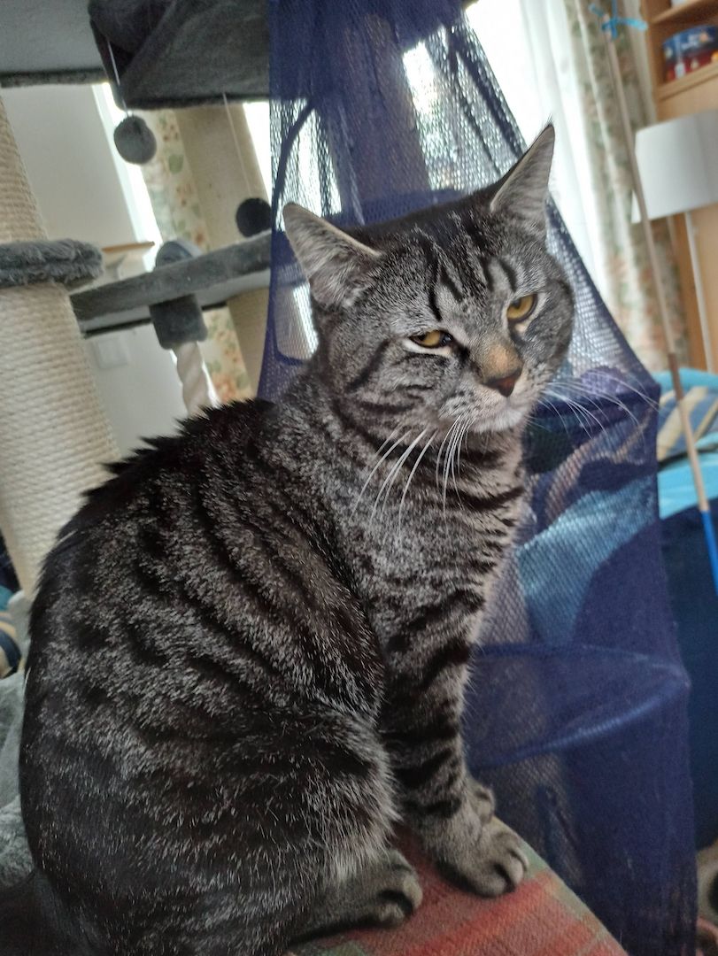 Ein hübscher BKH Deckkater in Farbe schwarz/grau getigert