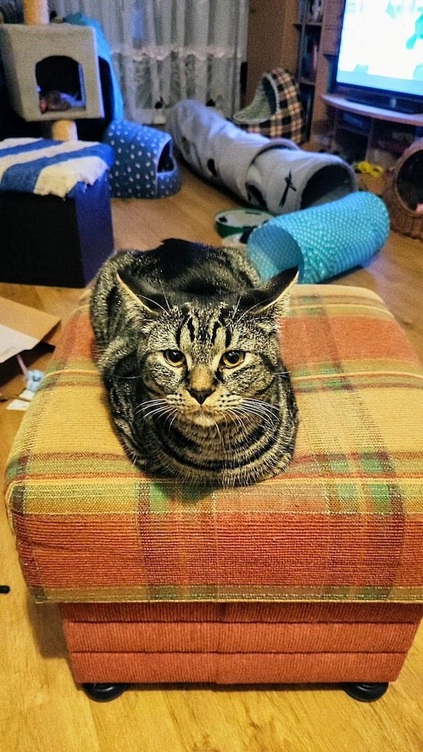 Ein hübscher BKH Deckkater in Farbe schwarz/grau getigert