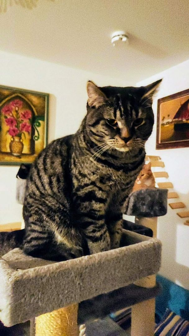 Ein hübscher BKH Deckkater in Farbe schwarz/grau getigert