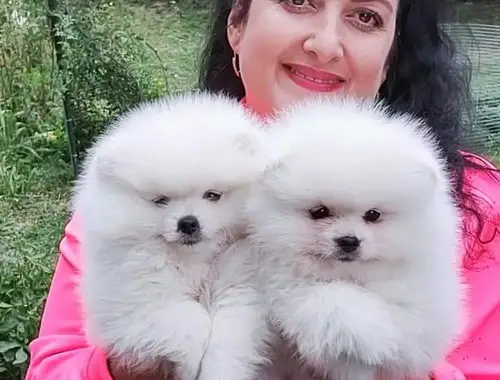 Entzückende Pomeranian-Welpen für ein gutes Zuhause.