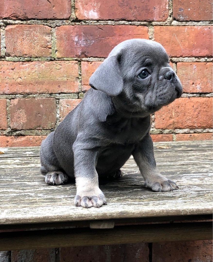 Wunderschöne Französische Bulldoggenwelpen jetzt bereit