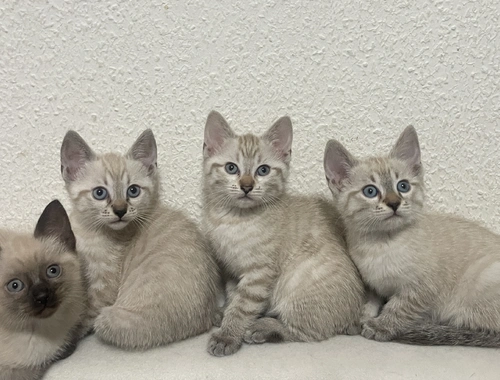 Siam tabby Kitten