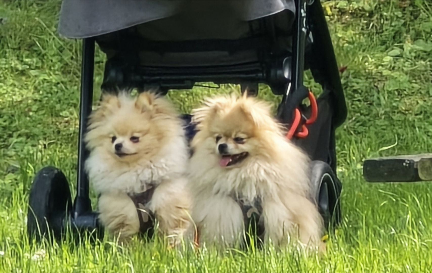 Pomeranian Typ Teddy Mädel