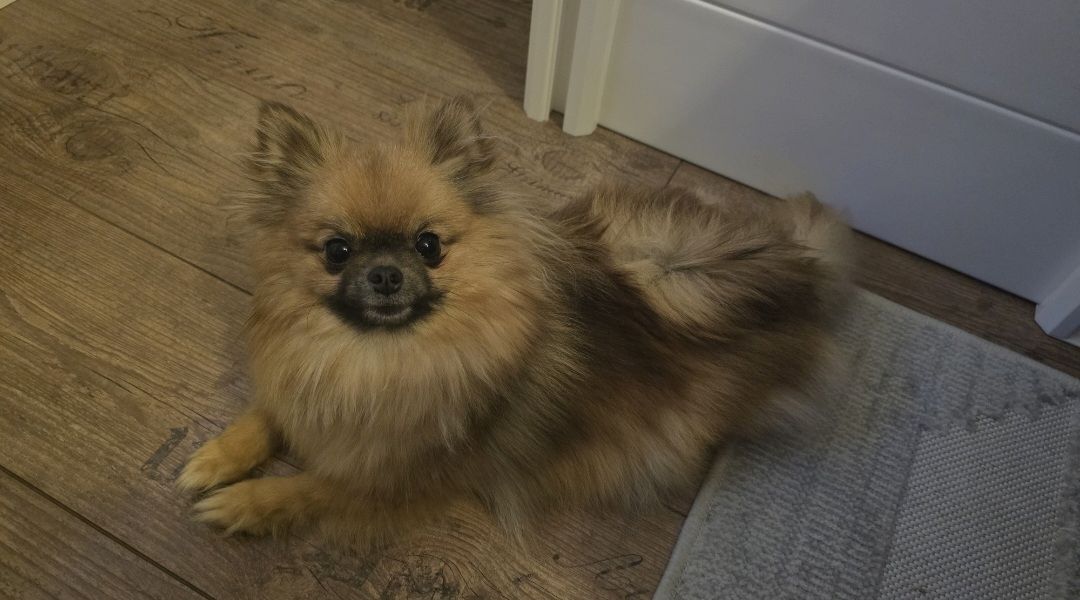 Pomeranian Typ Teddy Mädel