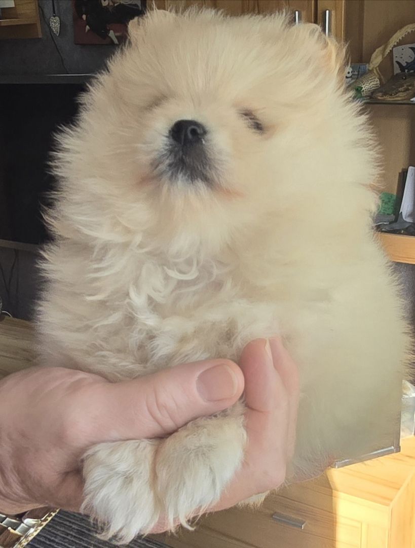 Pomeranian Typ Teddy Mädel