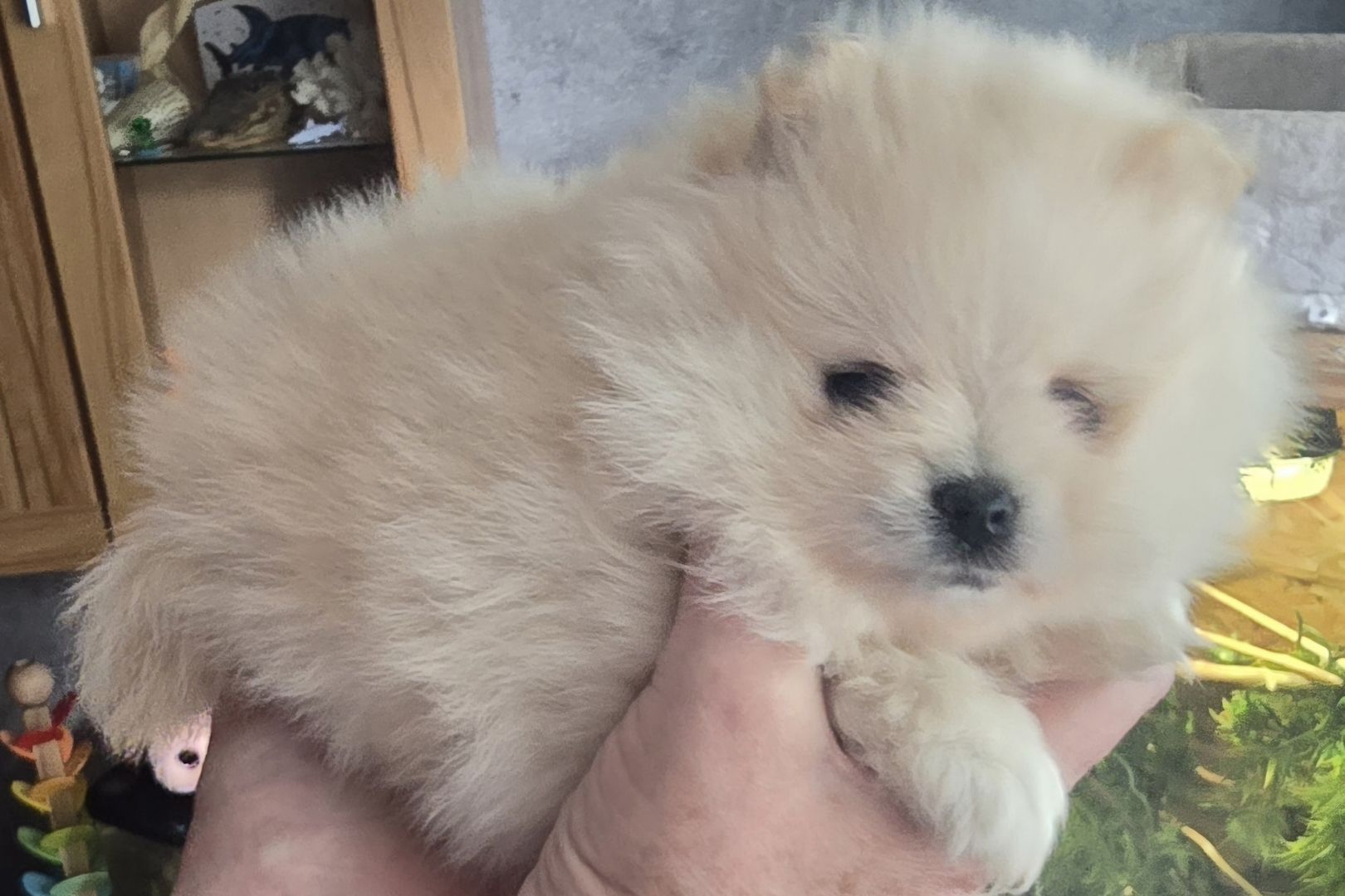 Pomeranian Typ Teddy Mädel