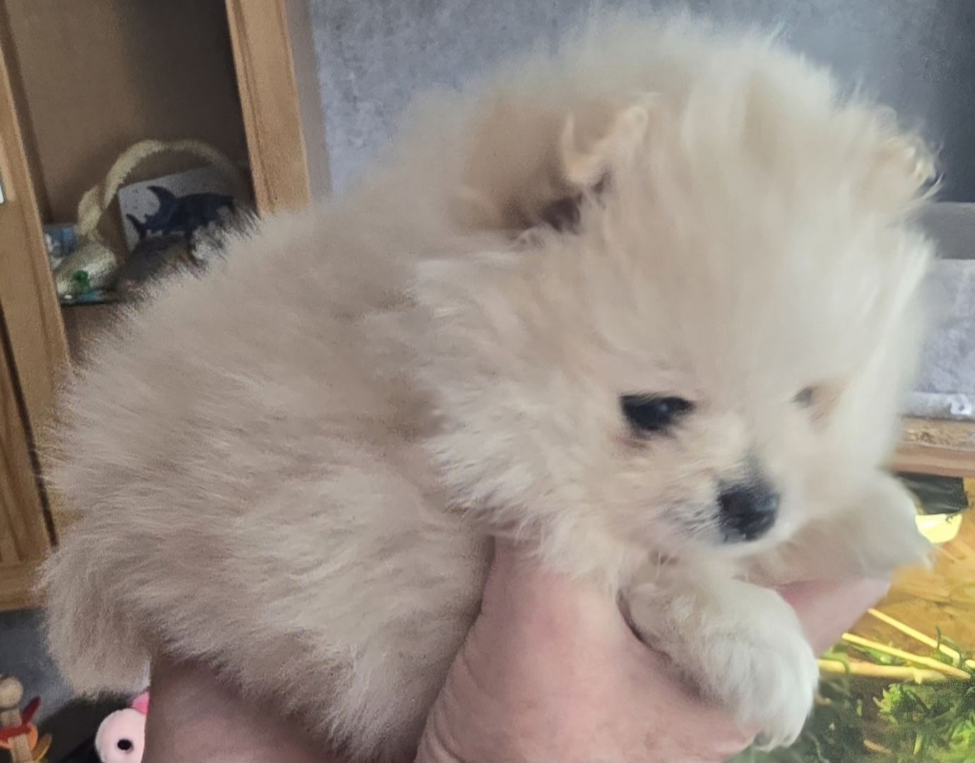 Pomeranian Typ Teddy Mädel