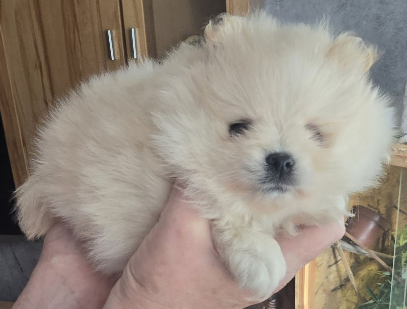 Pomeranian Typ Teddy Mädel