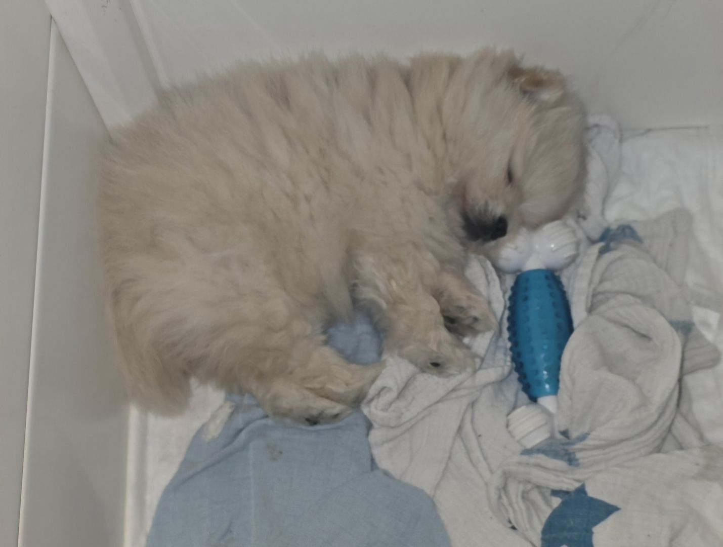 Pomeranian Typ Teddy Mädel