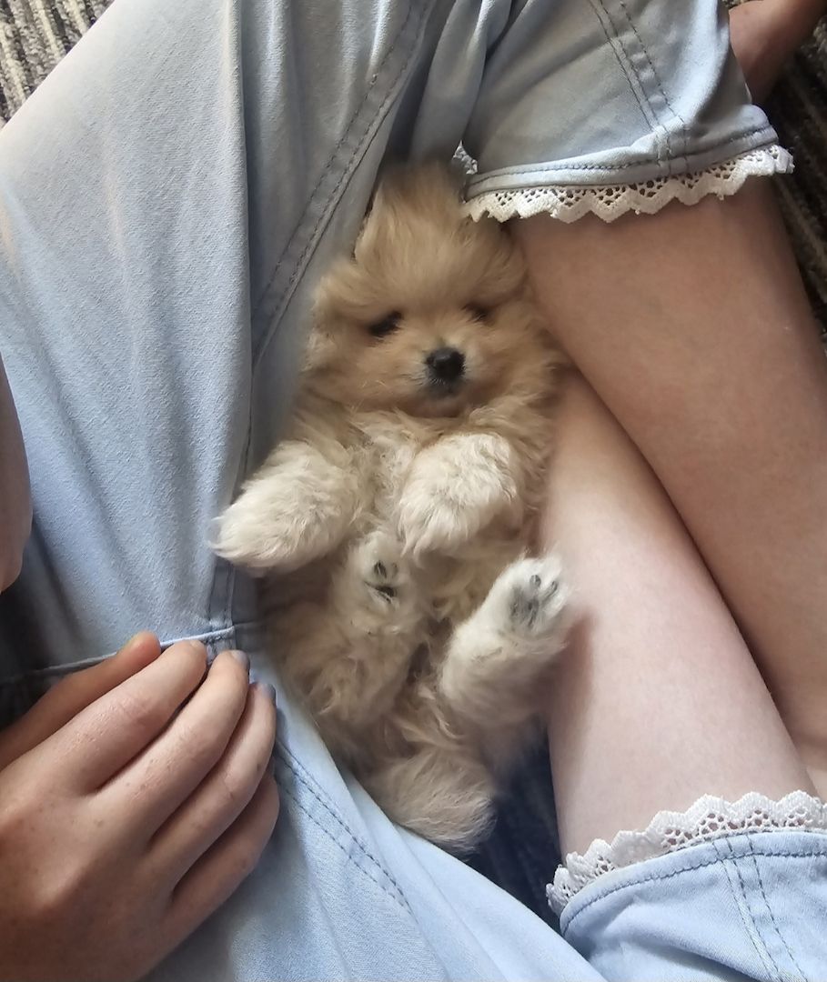 Pomeranian Typ Teddy Mädel