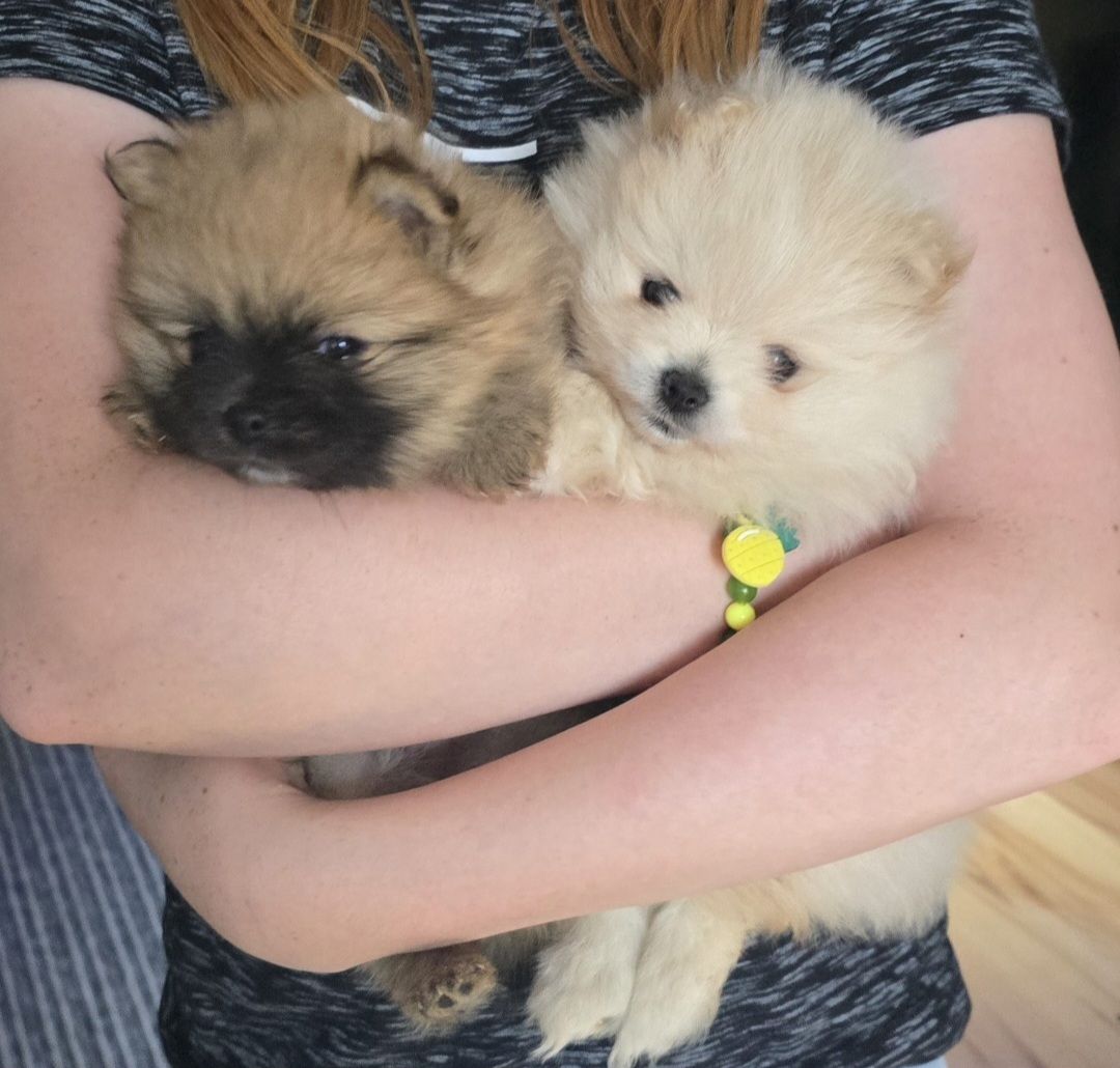 Pomeranian Typ Teddy Mädel