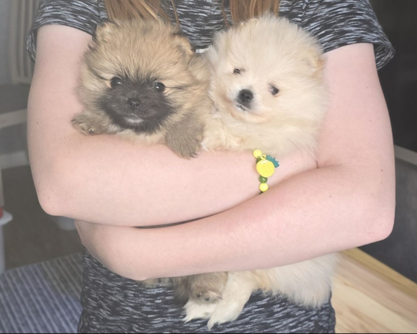 Pomeranian Typ Teddy Mädel