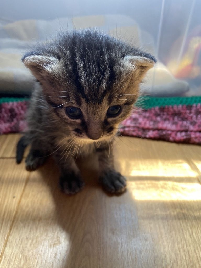 Kätzchen / Katzenbabies / Junge Katzen