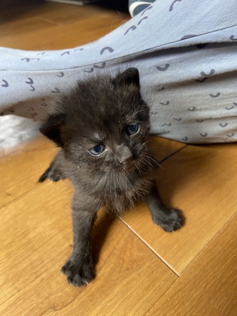 Kätzchen / Katzenbabies / Junge Katzen