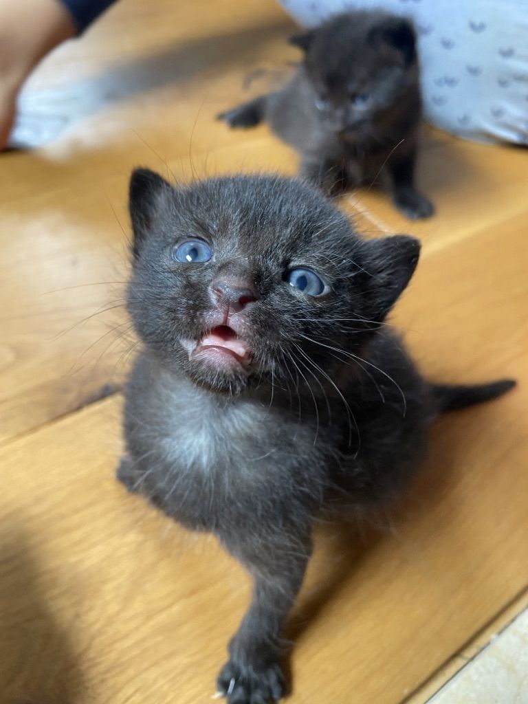 Kätzchen / Katzenbabies / Junge Katzen