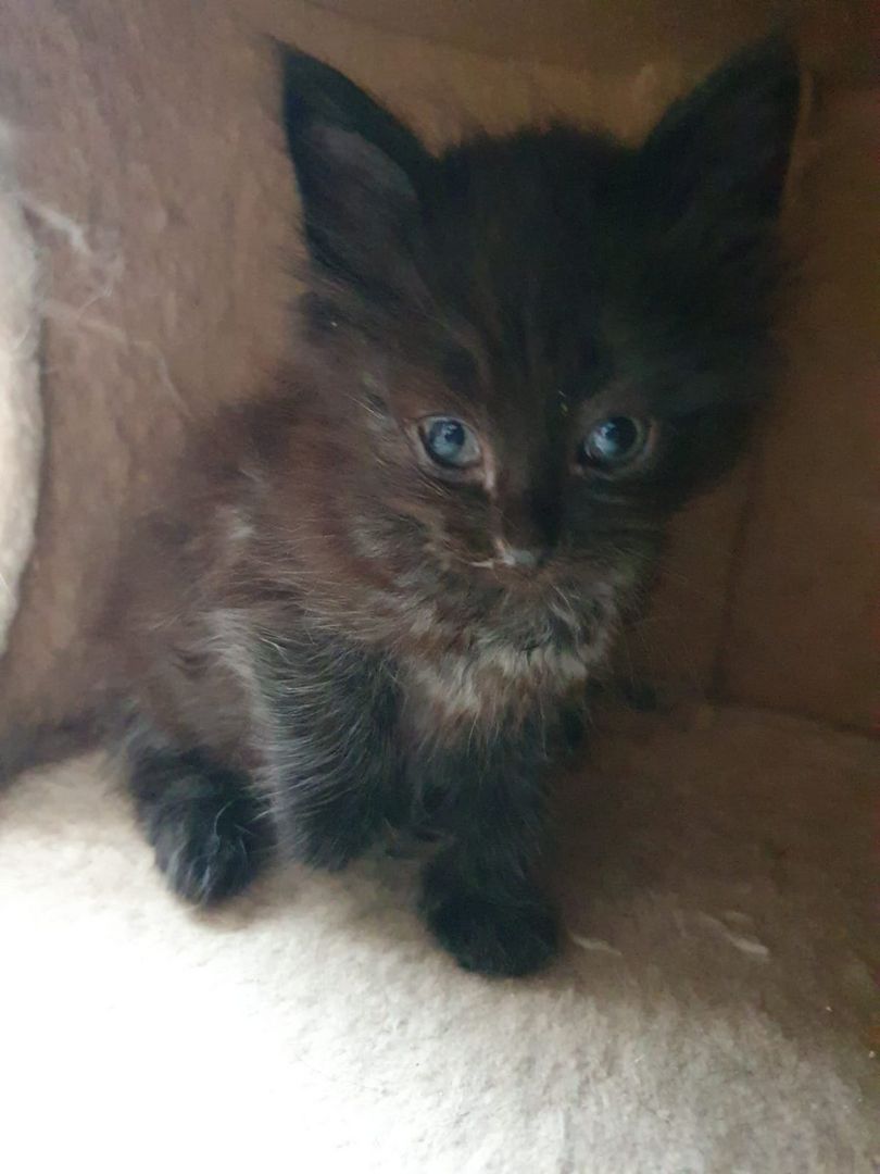 2 wunderschöne Neva / NOrwegerkitten abzugeben