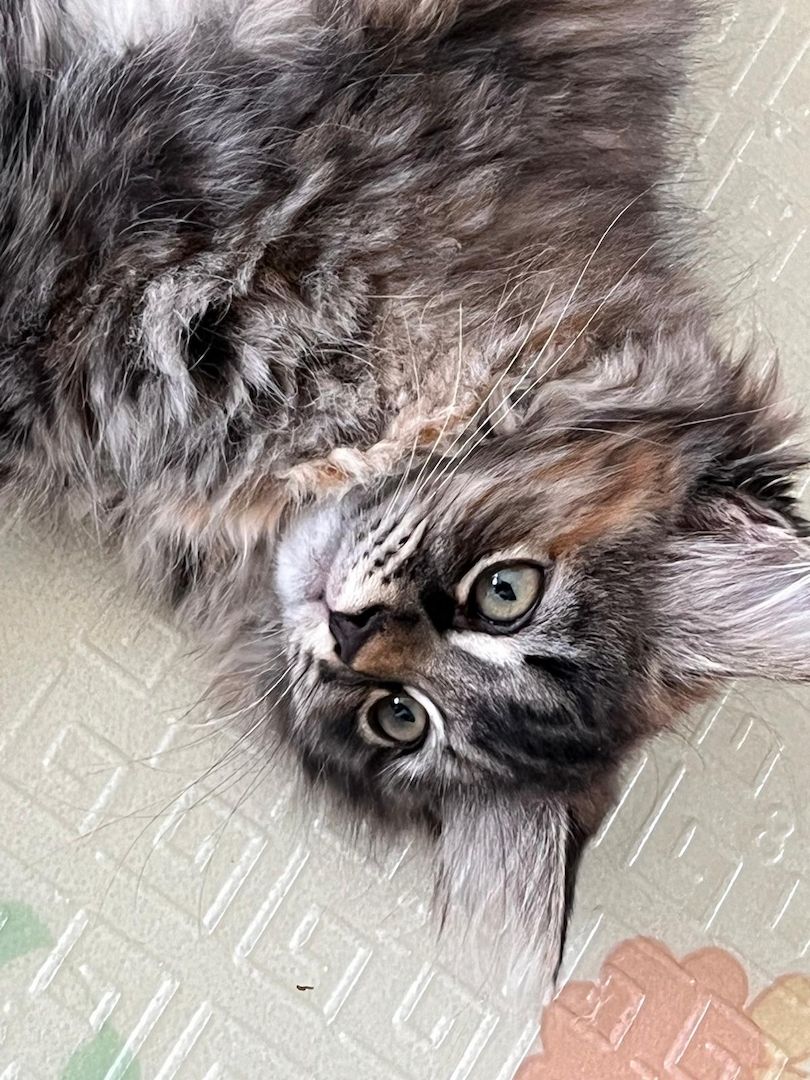 Sibirische Katze mit Stammbaum / aus Zucht - Fine / black torbie mc / 3farbig