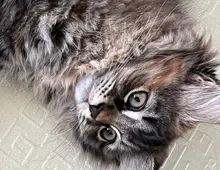 Sibirische Katze mit Stammbaum / aus Zucht - Fine / black torbie mc / 3farbig