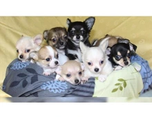 mini Chihuahua Welpen, 10 Wochen alt, kurz- und langhaar whatsapp Nummer (+37069673271)