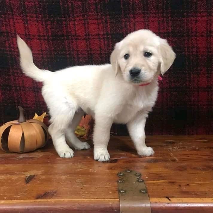 Intelligente Golden Retriever-Welpen jetzt bereit