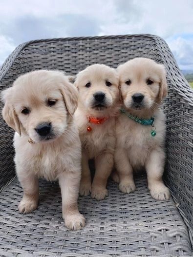 Zwei süße Golden Retriever Welpen