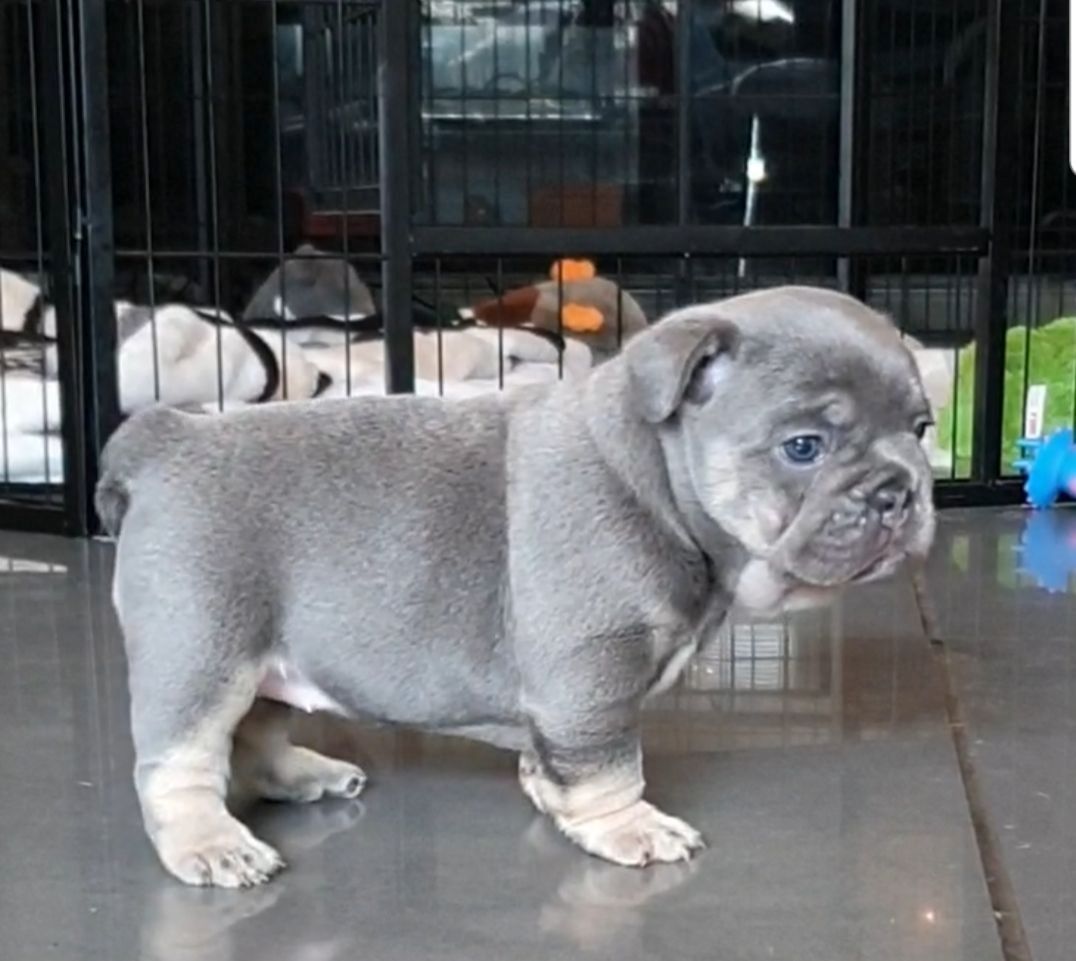 Schöne Französische Bulldoggenwelpen