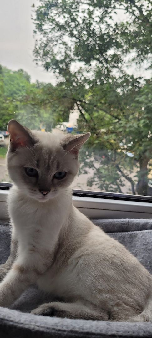 Reinrassige BKH-Kitten Blue Point mit Stammbaum Frankfurt am Main Raum 