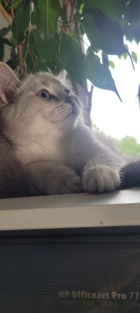 Reinrassige BKH-Kitten Blue Point mit Stammbaum Frankfurt am Main Raum 