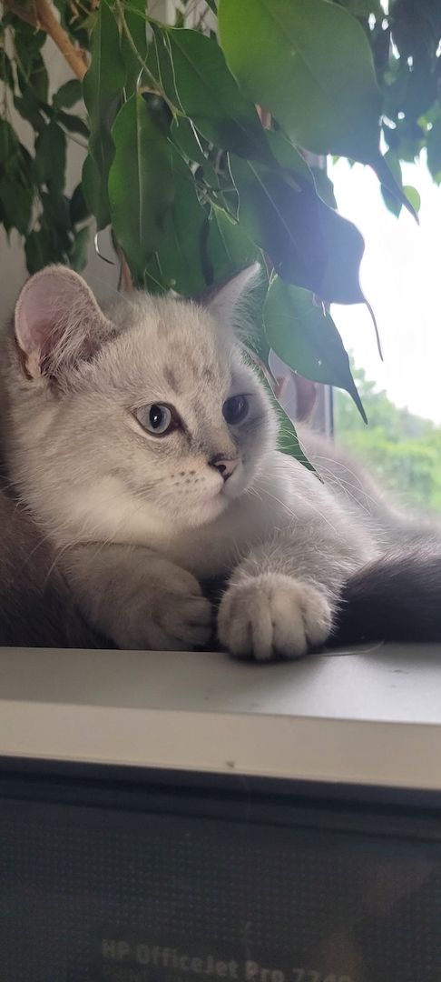 Reinrassige BKH-Kitten Blue Point mit Stammbaum Frankfurt am Main Raum 