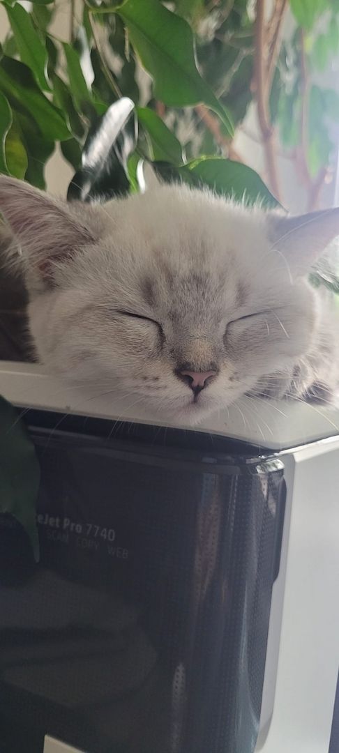 Reinrassige BKH-Kitten Blue Point mit Stammbaum Frankfurt am Main Raum 