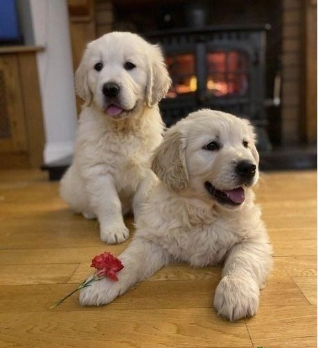 Fürsorgliche Golden Retriever-Welpen für ein gutes Zuhause Fürsorgliche Golden Retriever-Welpen für ein gutes Zuhause