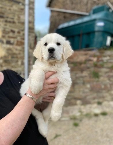 Fürsorgliche Golden Retriever-Welpen für ein gutes Zuhause Fürsorgliche Golden Retriever-Welpen für ein gutes Zuhause