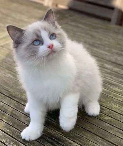 Fürsorgliche Ragdoll-Kätzchen für ein gutes Zuhause