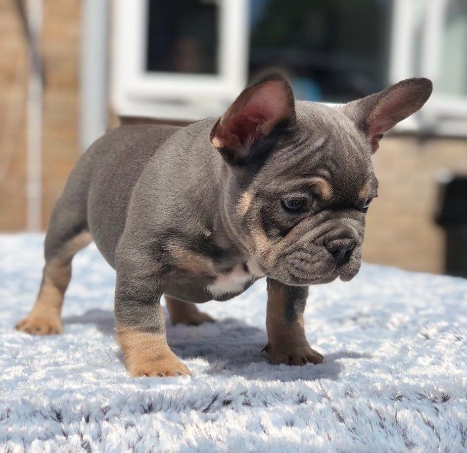 Bezaubernde Französische Bulldoggenwelpen Bezaubernde Französische Bulldoggenwelpen