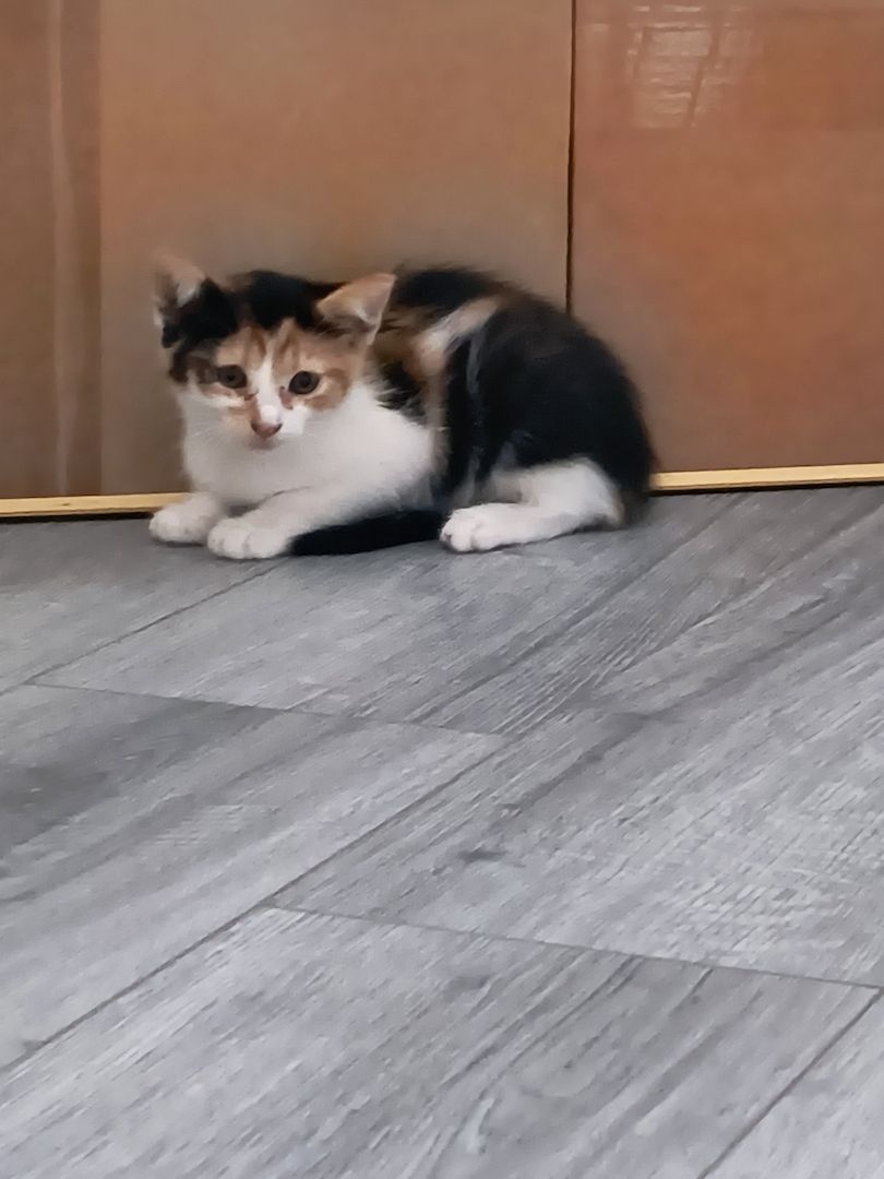 Babykätzchen mit Zubehör