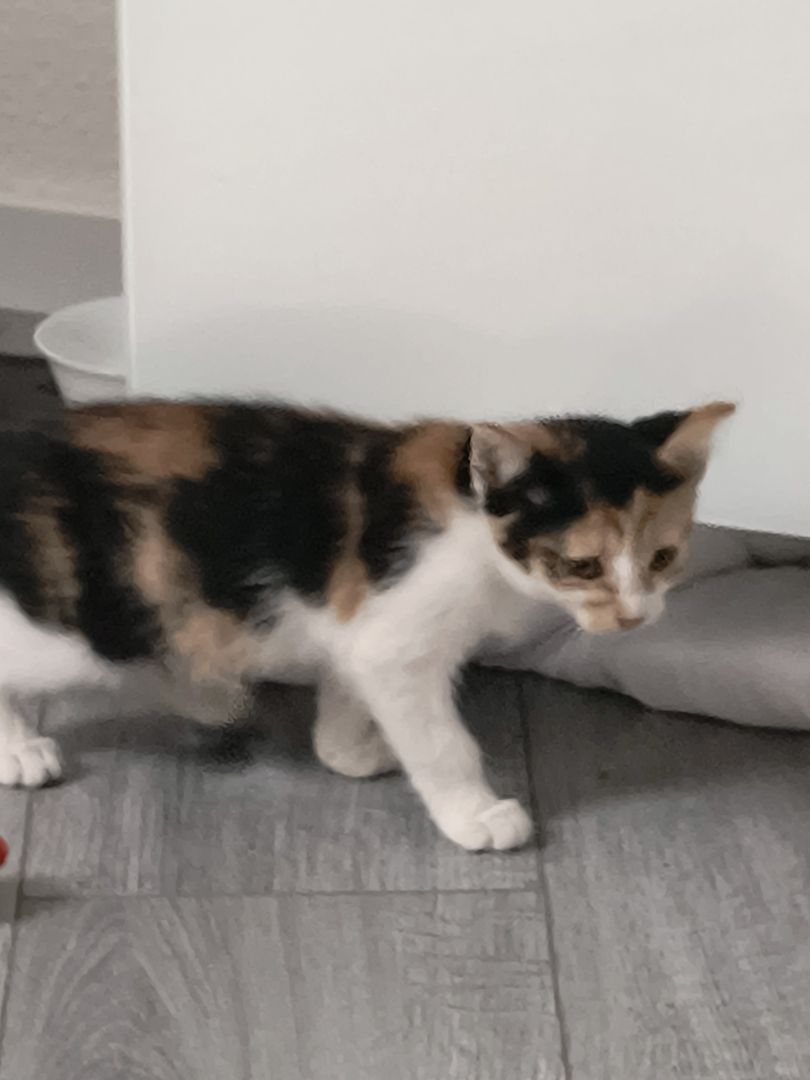 Babykätzchen mit Zubehör