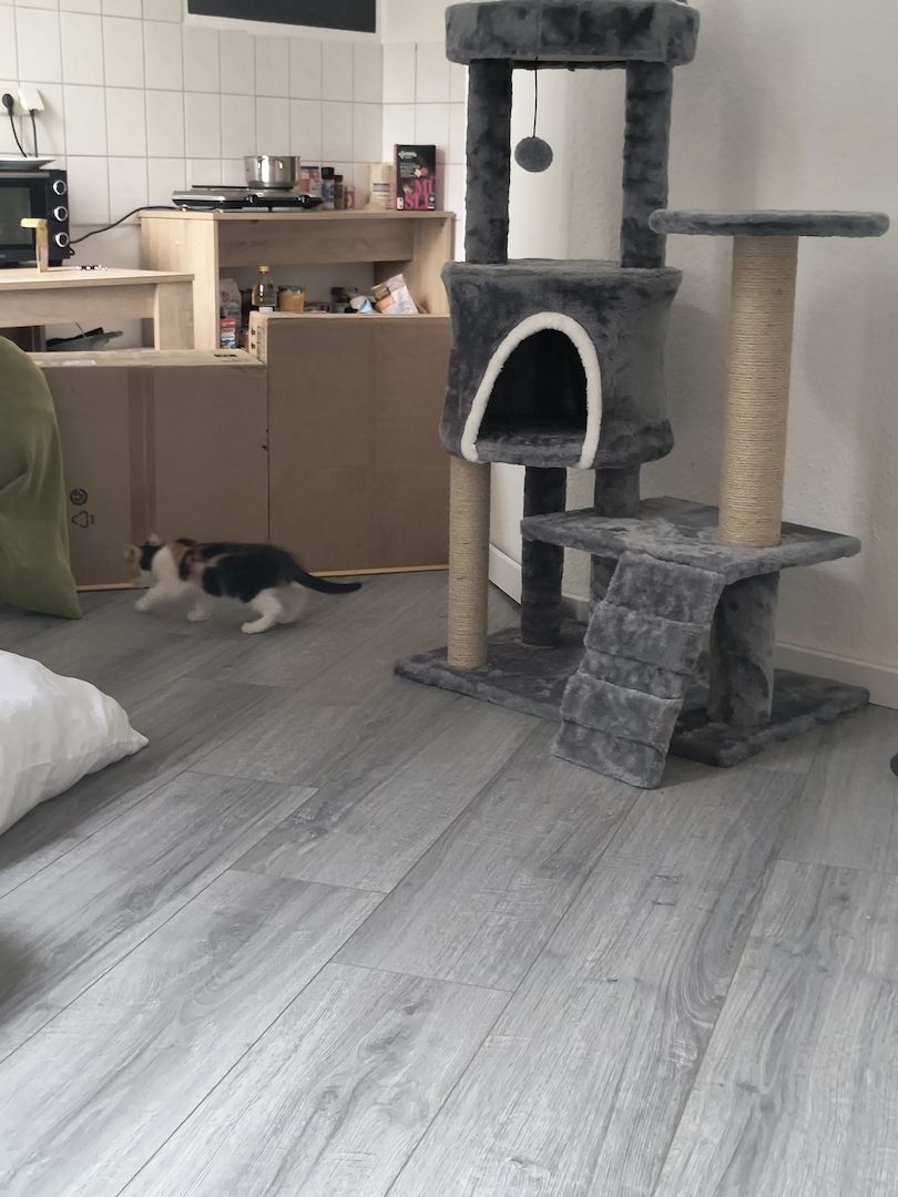 Babykätzchen mit Zubehör