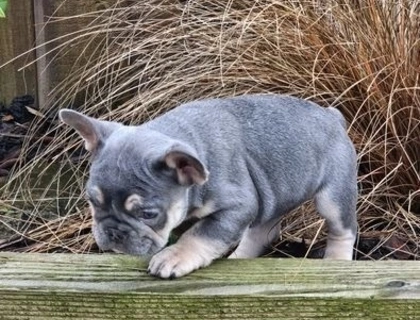 100 % reinrassige Französische Bulldoggen-welpen