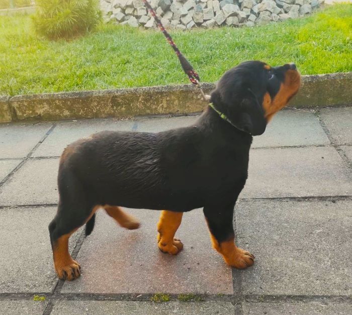 Rottweiler - Welpe mit ADRK Papieren