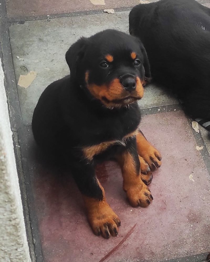 Rottweiler - Welpe mit ADRK Papieren